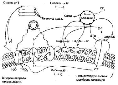 http://sbio.info/images/books/987/tmp3D0-27.jpg